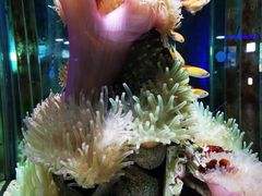 -太平洋海底世界