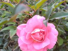 -都江堰石锅鱼