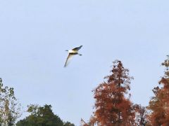 -白鹭湾湿地公园