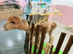 -Moni星球萌宠·小马宝莉·灵蛇·高端高阶全萌宠互动体验俱乐部(红豆国际广场店)