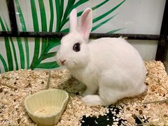 -藦茜花园宠物主题亲子互动体验馆(国顺东路店)