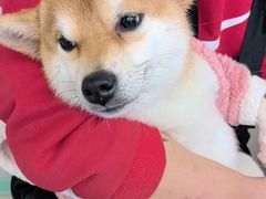 -怪兽屋·羊驼·猫咖·狗咖(俊华广场店)