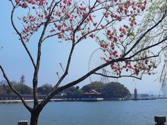 -无锡蠡湖国家湿地公园-蠡园