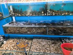 -港畔赶海蒸汽海鲜烧烤自助(仙螺岛店)