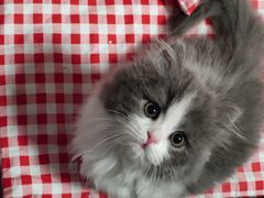 -babydoll猫舍·米努特·德文·缅因(久光中心店)