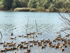 景点-淇河国家湿地公园