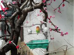 -蔡田福佛跳墙(官驿街店)