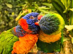 -南宫五洲植物乐园