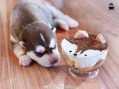 -TrueLove @ Neverland (Husky Cafe)