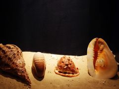 -亚龙湾中心广场·贝壳馆