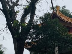 -深圳仙湖植物园