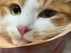 -伟伟宠物医院·CT影像中心·瑞派犬猫综合性门诊(汉口总院)