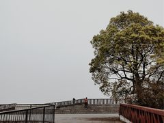-上海滨江森林公园