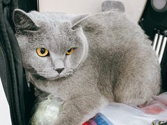 -瑞鹏宠物医院·爱宠堂·骨外专科(西荷分院)