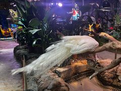 -正佳雨林生态植物园