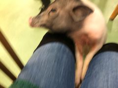 -藦茜花园宠物主题亲子互动体验馆(国顺东路店)