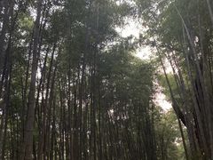 -西湖风景区十里琅珰-五云山