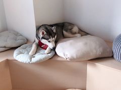 -Husky Go! 哈士奇体验馆·宠物咖啡厅狗咖