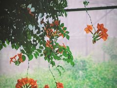 -前小桔亲子创意农场·草莓采摘·露营烧烤