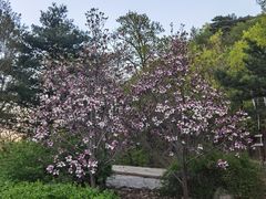 -北京鹫峰国家森林公园