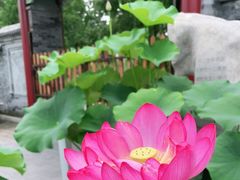 -莲花池公园