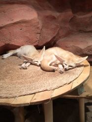 -Zoolung Zoolung动物主题公园(海信广场店)