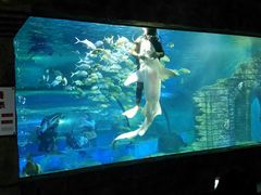 -苏州海洋馆