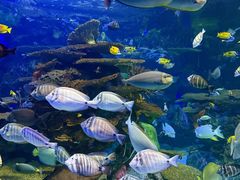 -瑞普利水族馆