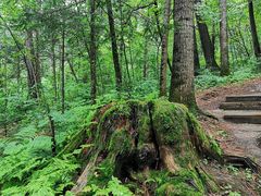 -五营红松林海景区