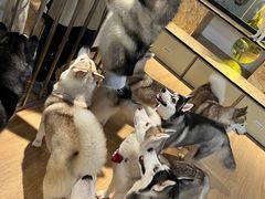 -Husky Go! 哈士奇体验馆·宠物咖啡厅狗咖