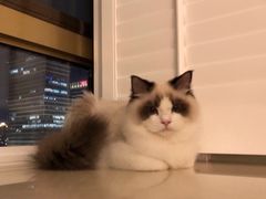 -东方名猫馆·英短金渐层布偶猫舍(环线广场1号楼店)