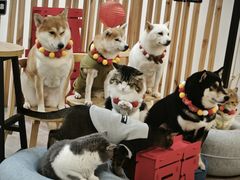 -柴迷FANS CLUB·柴犬狗咖·猫咖
