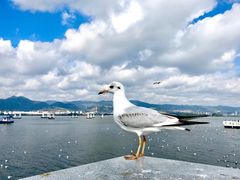 -海埂大坝