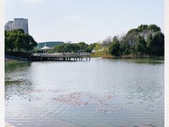 -新江湾城公园