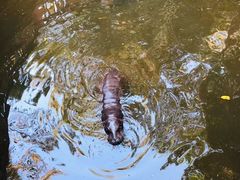 -清迈夜间动物园