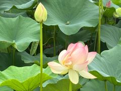 -荷塘月色湿地公园·向阳花洲