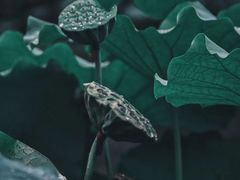 -陈家山荷花公园