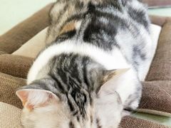 -猫和宫(六道口店)
