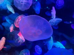 -合肥海洋世界