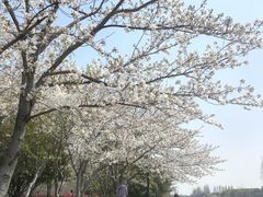 -高东镇樱花园