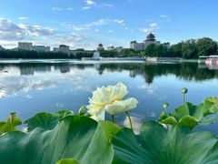 -莲花池公园