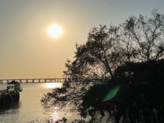 -宝安西湾红树林湿地公园