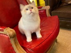 -猫大福·Fortune Cat猫舍(百子湾店)