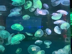 -泉城欧乐堡海洋极地世界