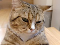 -啵啵喵·猫咖(攀华国际店)