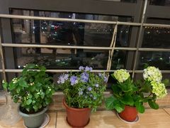 -溪岸路花鸟市场