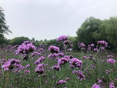 -上海滨江森林公园