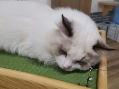 -猫和宫(六道口店)