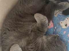 -瑞派·关忠动物医院·猫专科·犬专科(三环新城店)