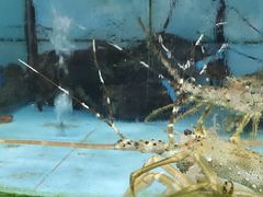 -考记泥焗鸡农庄·海鲜(北洛秘境店)